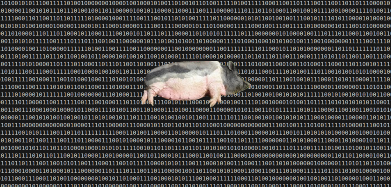 Zu sehen ist ein Datenstrom aus Nullen und Einsen weiß auf schwarzem Bildschirm und davor ein schlafendes, gut gesättigtes Schwein.
